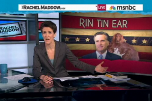 maddow dog