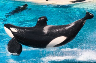 PicMonkey Collage - Whale