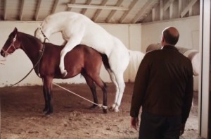 silicon valley horses