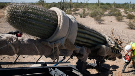 Workers prepare to relocate a saguaro cactus at Organ Pipe National Monument.