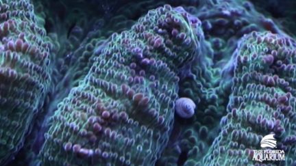 florida coral barrier reef