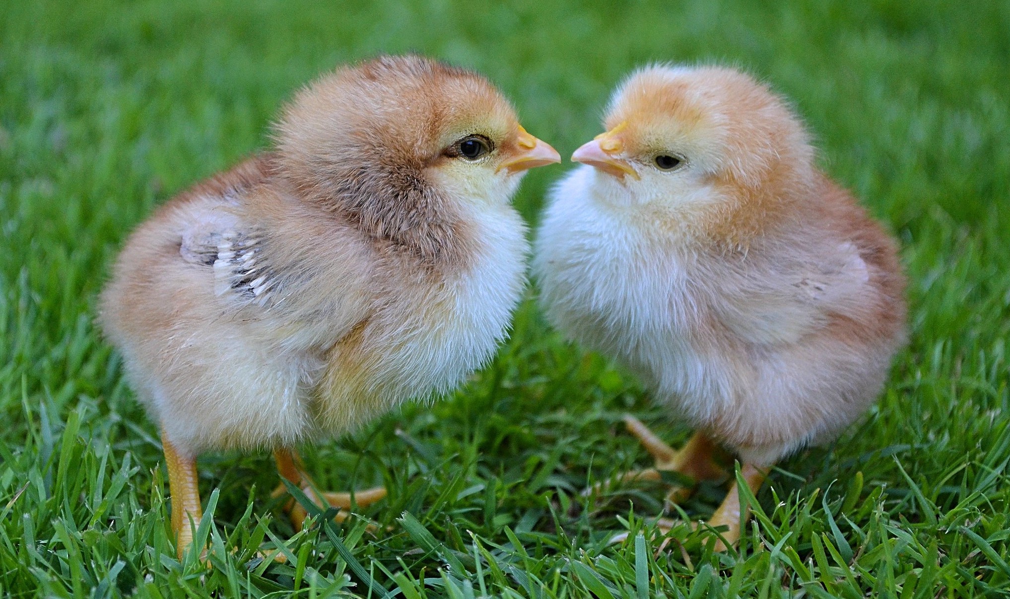 baby chicks