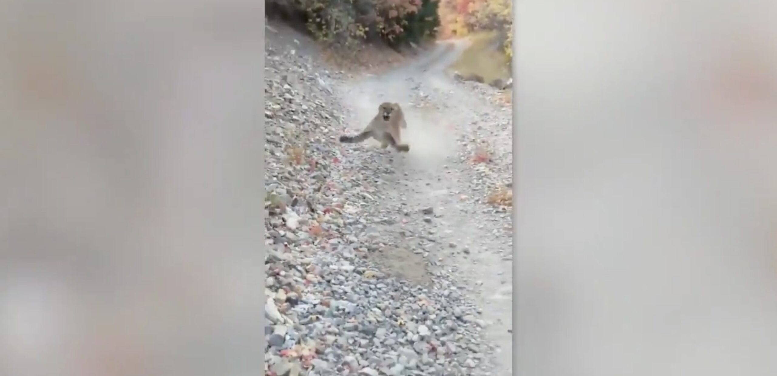Viewer Raffinere Tyranny VIDEO: Cougar Stalks Kyle Burgess in Utah's Slate Canyon