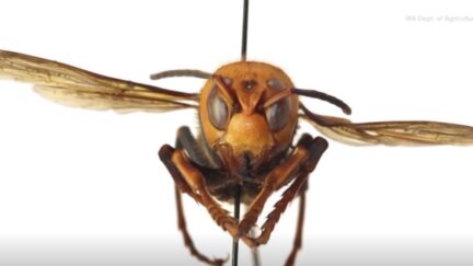 murder hornet