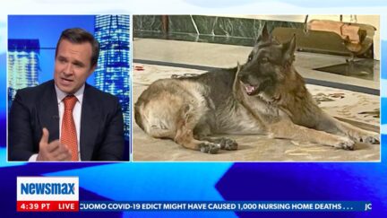 Greg Kelly Gets Presidential Historians to Criticize Biden's Dog