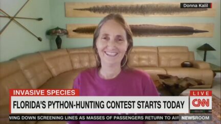 donna kalil florida python hunt