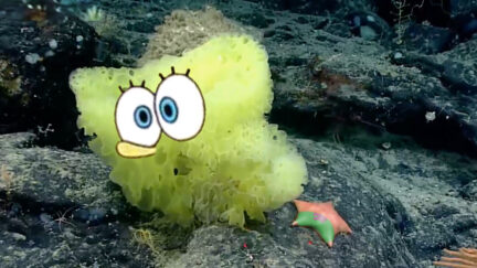 Spongebob and Patrick For Real