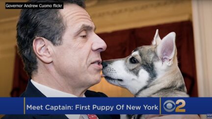 andrew cuomo