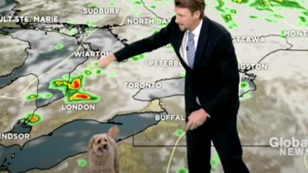 Weather Dog Crashes Live Report