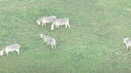 Zebras on the Loose in Maryland