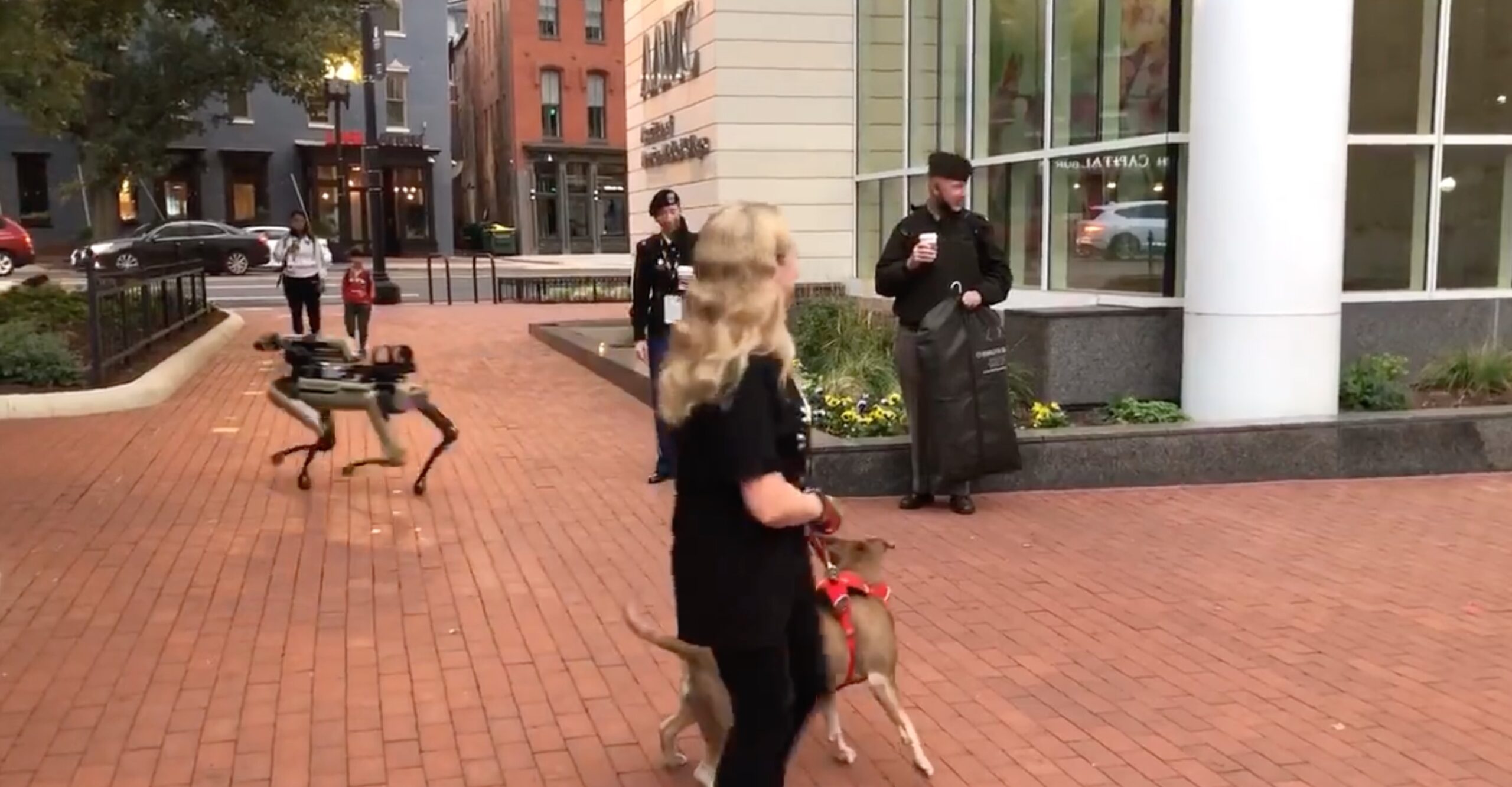 "Robot" dog and a real dog