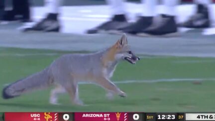 Fox derails football game at Sun Devil Stadium