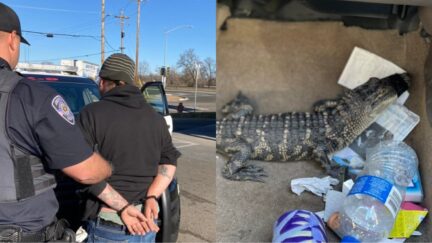 California Man Arrested While Driving Around With Gator