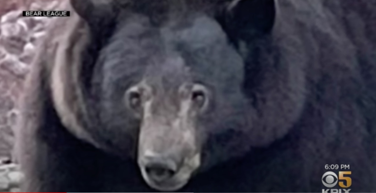 Hank the Tank the bear