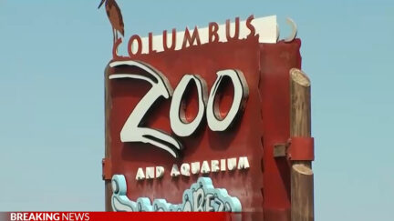 Columbus Zoo and Aquarium Taser Traffic Incident Results in Active Shooter Panic