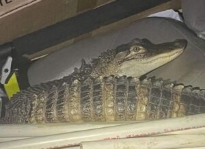 Alligator captured after Michigan car chase