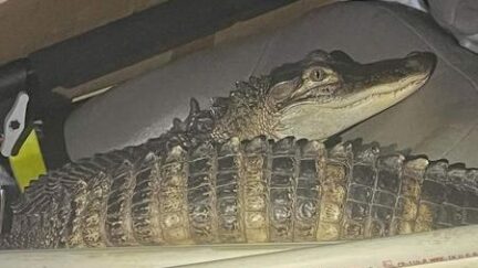 Alligator captured after Michigan car chase