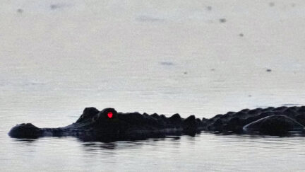 alligator swimming through water with red eyes