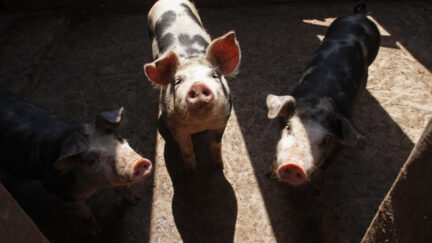 Swine flu