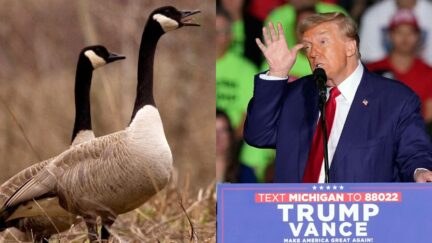 Canadian geese and Donald Trump