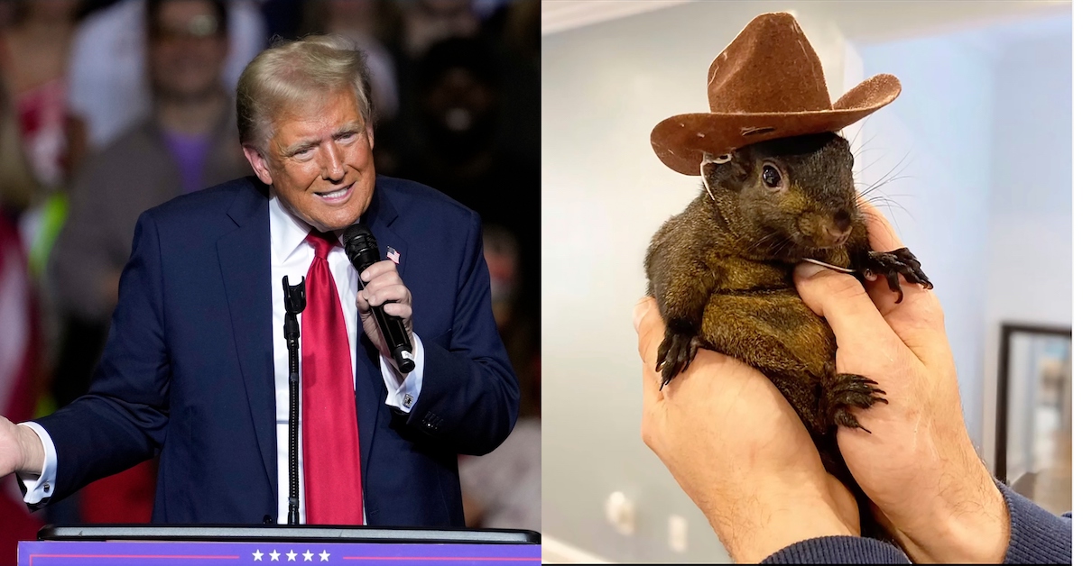 Trump angry at New York for euthanizing squirrel