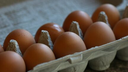 egg carton