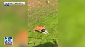 tiger attacking man